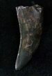 Nanotyrannus Tooth - Montana #13048-2